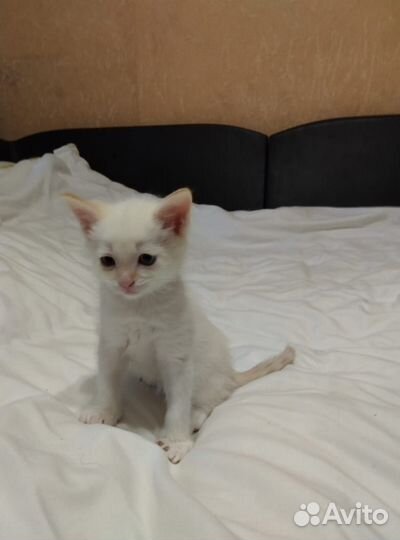 Котята в добрые руки бесплатно