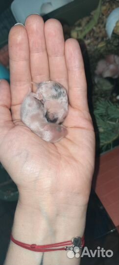 Сирийский хомяк