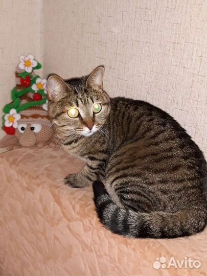 Домашняя передержка животных