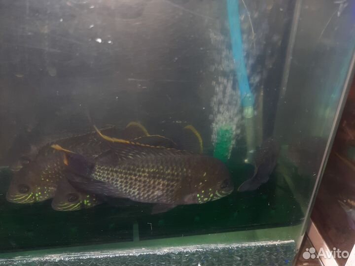 Akapa бupюзовая