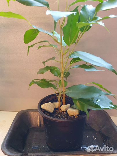 Комнатные цветы фикус Традесканция