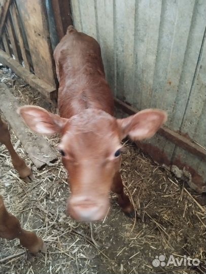 Телята бычки домашние Абердино-айширской породы