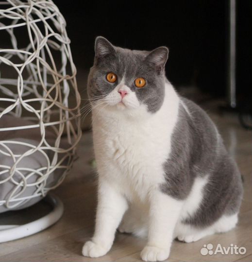 Британский кот
