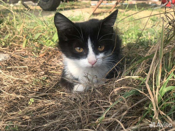 Котенок девочка