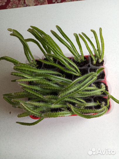 Кактус питахайя плодоносящий