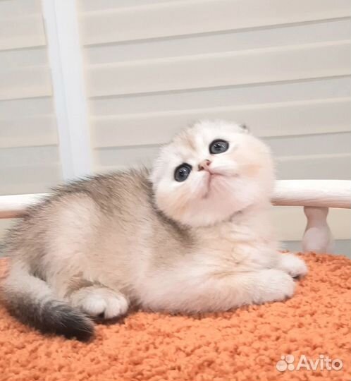 Шотландские котята
