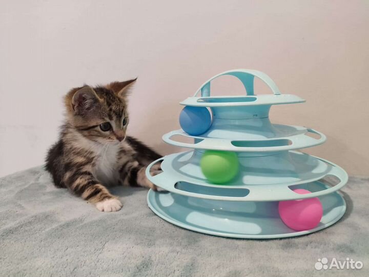 Котёнок девочка 3 месяца