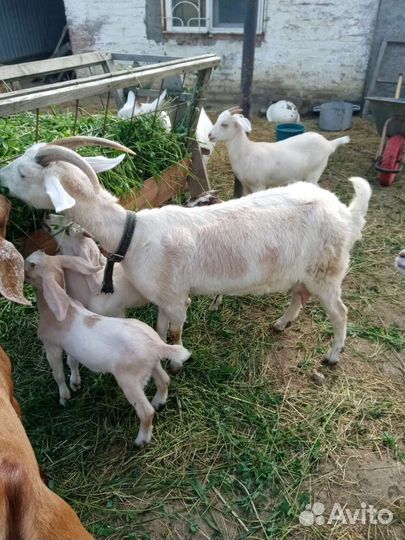 Козы козлята