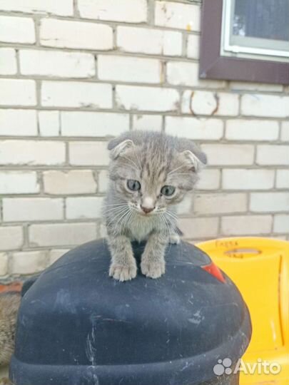 Кошка в дар бесплатно