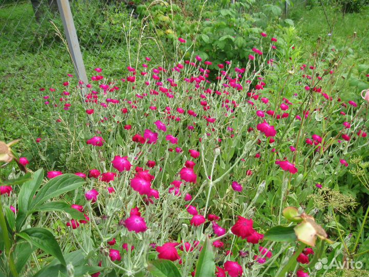 Мускари, герань, ромашка, лихнис, василек,тюльпаны