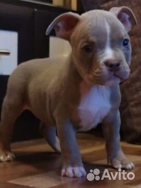 Американский булли покет