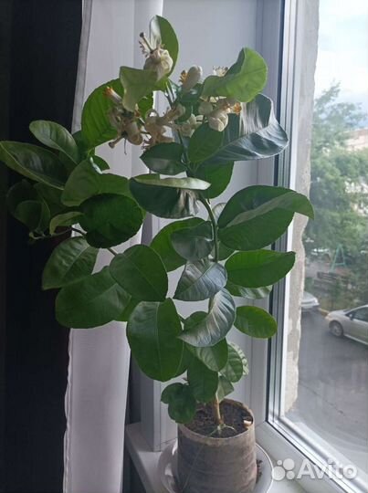 Лимон плодоносящий