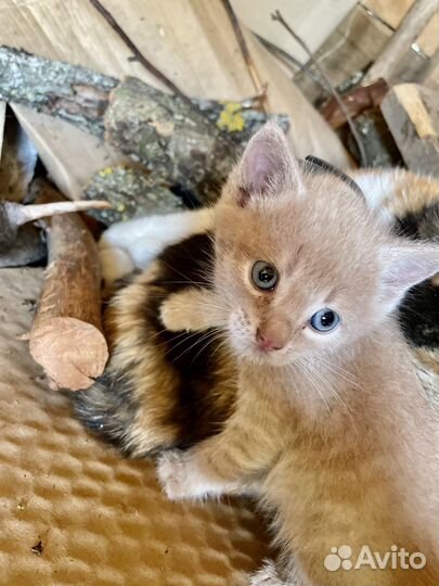 Отдам в добрые руки