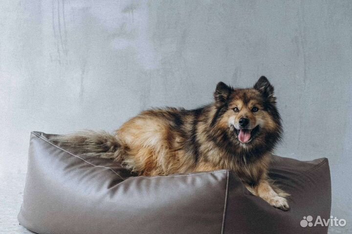 Оленегонная собака в добрые руки