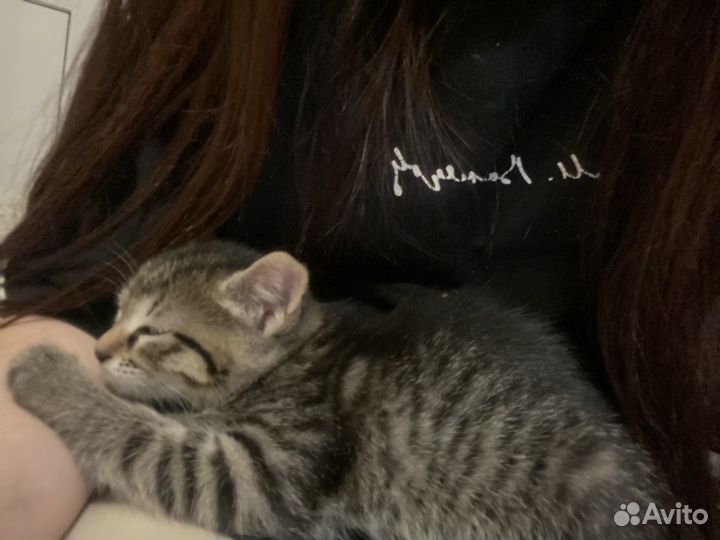 Кошка в добрые руки