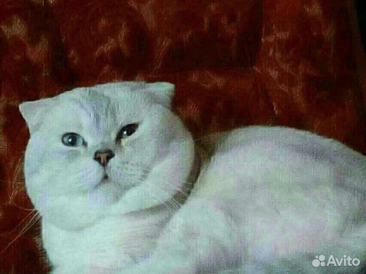 Коты для вязки