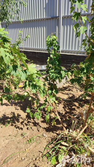 Черная смородина