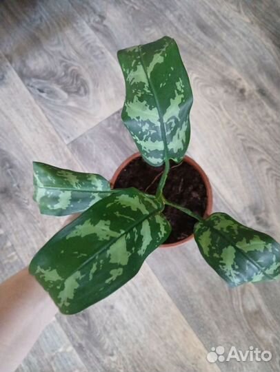 Комнатные растения