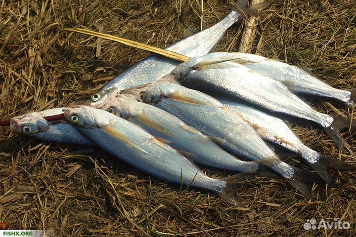 Свежая речная рыба