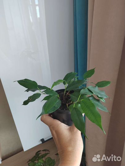 Фикус Бенджамина Наташа