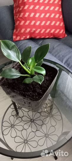 Филодендроны