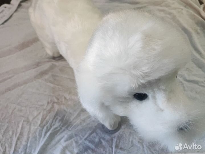 Игрушки для собак