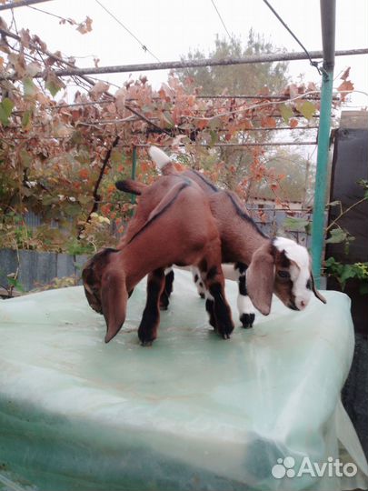 Англо нубийские козлята