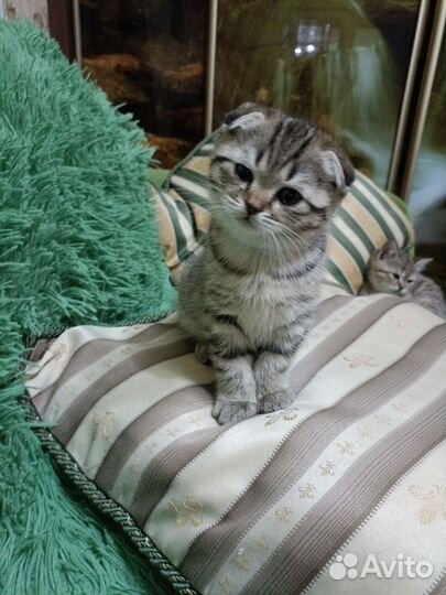 Шотландская