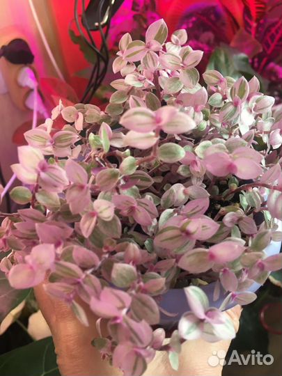 Комнатные растения