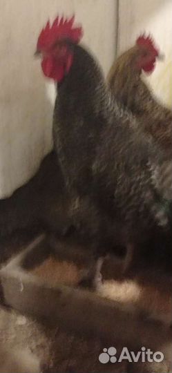 Петух доминант