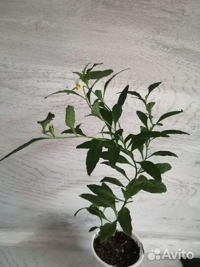 Соланум или паслен комнатный