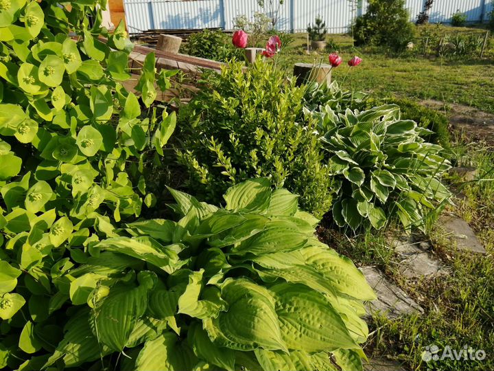 Хоста растение