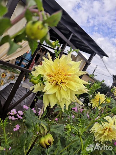 Георгины многолетние