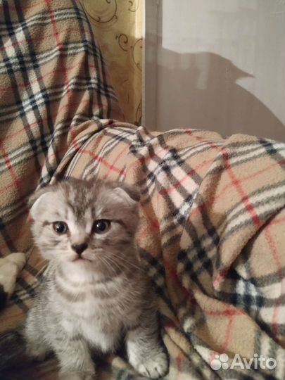 Шотландские котята