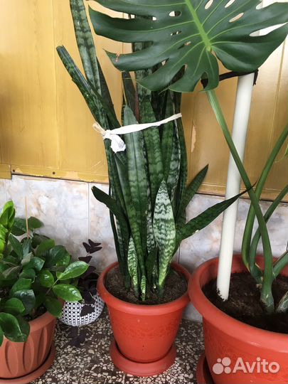 Фикус бенджамина