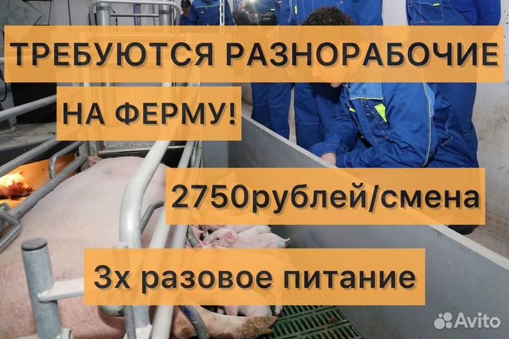 Вахта с проживанием и питанием на ферме