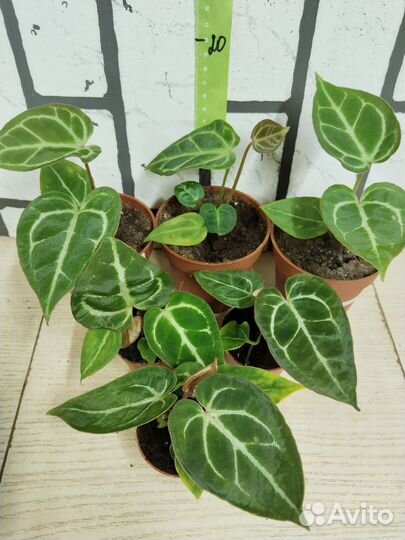 Антуриум сильвер блаш