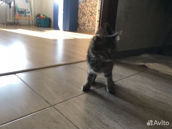 Котенок девочка в добрые руки