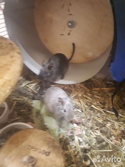 4 дегу ищут добрые руки (мальчики)