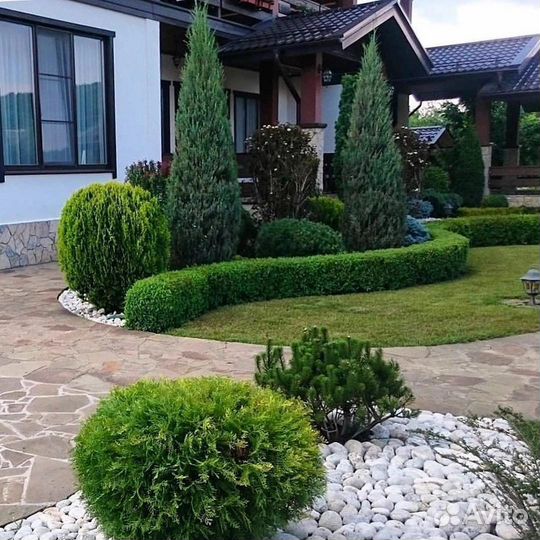 Хвойные растения