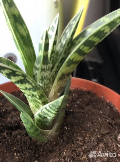 Суккуленты Алоэ тигровое (Aloe Variegata)