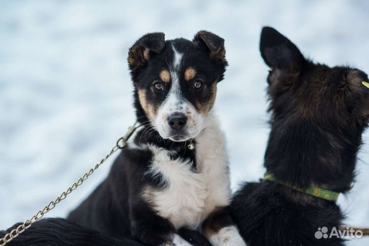 Крутая девчонка