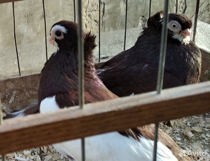 Продажа голубей