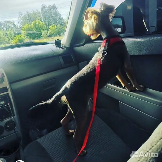 Йоркширский терьер вязка