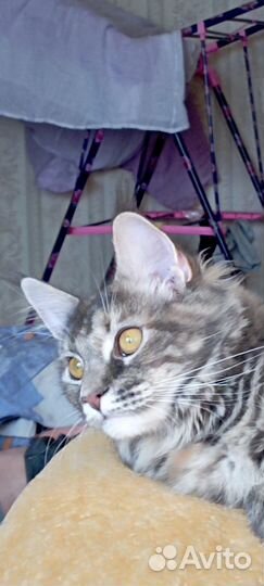 Кошки мейн-кун