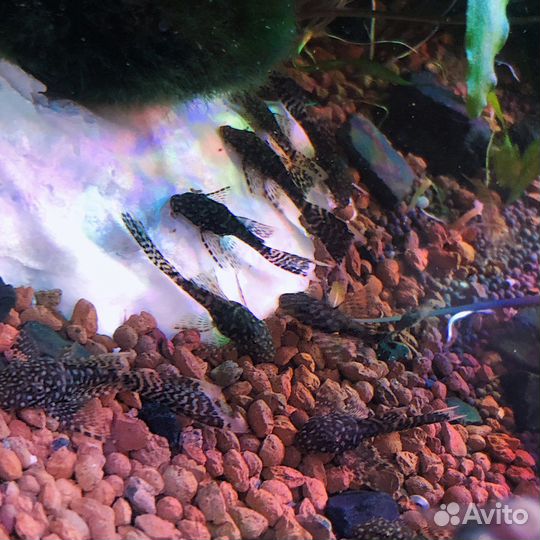 Рыбки разных пород и растения