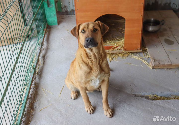 Метис лабрадора в дар