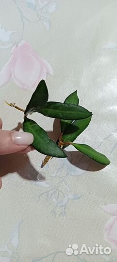 Хойя вертицилата