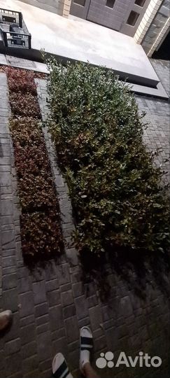 Голубика 3 летняя + Таз с торфом верховой кислый