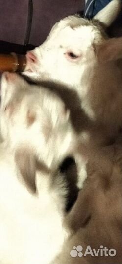 Коза с козлятами